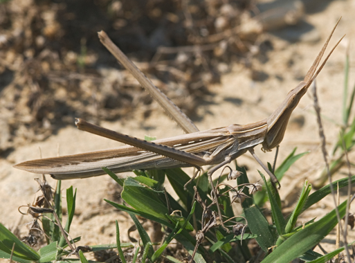 Truxalis sp.